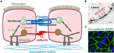 Role of Neutrophil Extracellular Traps and Vesicles in Regulating Vascular Endothelial Permeability